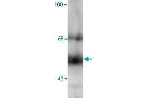 Western blot of hippocampal lysate showing specific immunolabeling of the ~58k THRB protein. (THRB Antikörper  (N-Term))