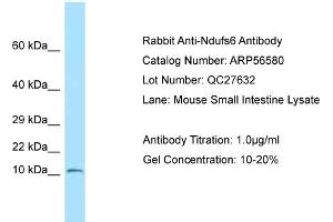 Western Blotting (WB) image for anti-NADH Dehydrogenase (Ubiquinone) Fe-S Protein 6, 13kDa (NADH-Coenzyme Q Reductase) (NDUFS6) (N-Term) antibody (ABIN2786781) (NDUFS6 Antikörper  (N-Term))