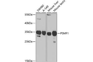 Western blot analysis of extracts of various cell lines, using PSMF1 Antibody (ABIN6131890, ABIN6146361, ABIN6146362 and ABIN6221201) at 1:1000 dilution. (PSMF1 Antikörper  (AA 1-271))