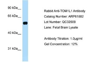 Western Blotting (WB) image for anti-Target of Myb1 (Chicken)-Like 1 (TOM1L1) (C-Term) antibody (ABIN2788936)