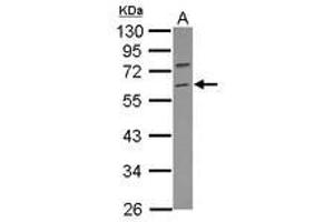 Image no. 1 for anti-Tripartite Motif Containing 69 (TRIM69) (Internal Region) antibody (ABIN1496195) (TRIM69 Antikörper  (Internal Region))