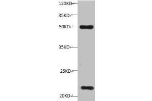 All lanes:Mouse anti-Human Timp1 monoclonal antibody at 1 μg/mL Lane 1: HepG-2 cell lysate Predicted band size : 23 kDa Observed band size : 23 kDa Additional bands at:50KD (TIMP1 Antikörper)