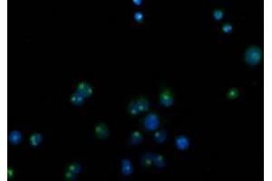 Anti-CDCP1 mouse monoclonal antibody (ABIN2454082) immunofluorescent staining of COS7 cells transiently transfected by pCMV6-ENTRY CDCP1 (RC220633). (CDCP1 Antikörper)
