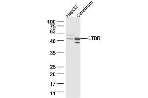 Lane 1: HepG2, Lane 2: Mouse cerebrum lysates probed with LTBR Polyclonal Antibody  at 1:300 overnight at 4˚C. (LTBR Antikörper  (AA 351-435))