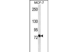 ABCB10 Antibody (S16) (ABIN652180 and ABIN2840585) western blot analysis in MCF-7 cell line lysates (35 μg/lane). (ABCB10 Antikörper  (N-Term))