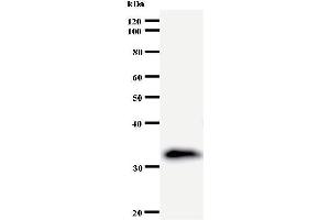 Western Blotting (WB) image for anti-Eukaryotic Translation Initiation Factor 3 Subunit K (EIF3K) antibody (ABIN932454) (EIF3K Antikörper)