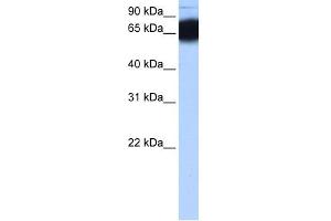 WB Suggested Anti-ZNF90 Antibody Titration: 0.