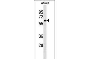 PIGS Antibody (C-term) (ABIN1537437 and ABIN2849714) western blot analysis in A549 cell line lysates (35 μg/lane).