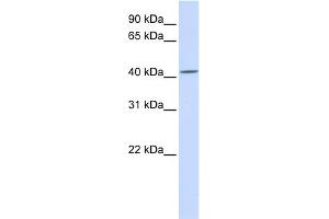 WB Suggested Anti-SIL1 Antibody Titration:  0. (SIL1 Antikörper  (C-Term))