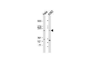 All lanes : Anti-FR Antibody (p) at 1:2000 dilution Lane 1: Hela whole cell lysate Lane 2: K562 whole cell lysate Lysates/proteins at 20 μg per lane. (MTOR Antikörper  (AA 2459-2488))