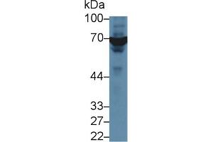 Detection of XRCC6 in Human A549 cell lysate using Polyclonal Antibody to X-Ray Repair Cross Complementing 6 (XRCC6)