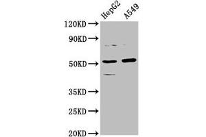 Western Blot Positive WB detected in: HepG2 whole cell lysate, A549 whole cell lysate All lanes: CPOX antibody at 5. (CPOX Antikörper  (AA 19-149))