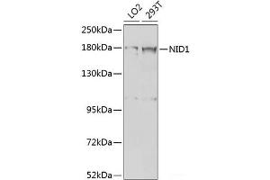 Western blot analysis of extracts of various cell lines using NID1 Polyclonal Antibody at dilution of 1:1000. (Nidogen 1 Antikörper)
