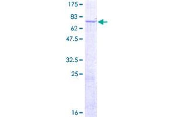 PTK6 Protein (AA 1-451) (GST tag)