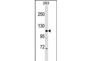 B2 Antibody (N-term) (ABIN1539085 and ABIN2848551) western blot analysis in 293 cell line lysates (35 μg/lane). (AP3B2 Antikörper  (N-Term))