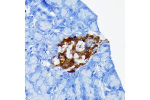 Immunohistochemistry of paraffin-embedded mouse pancreatic islet using Chromogranin A Rabbit mAb (ABIN7266366) at dilution of 1:100 (40x lens). (Chromogranin A Antikörper)