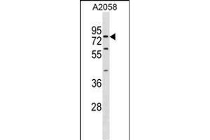 SYT16 Antibody (Center) (ABIN1881863 and ABIN2838698) western blot analysis in  cell line lysates (35 μg/lane).
