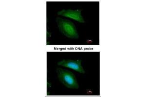 Immunofluorescence (IF) image for anti-Basic Leucine Zipper and W2 Domains 2 (BZW2) antibody (ABIN2856468)