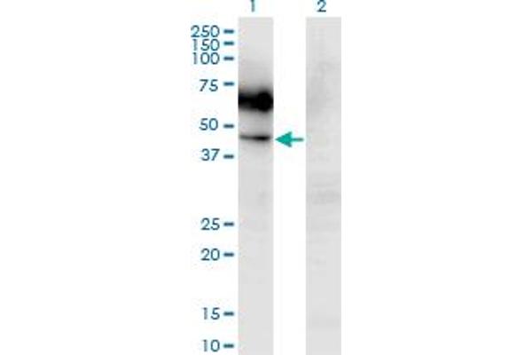 CSF2RA antibody  (AA 1-400)