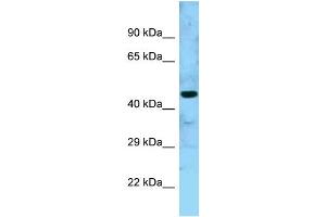 WB Suggested Anti-GTPBP5 Antibody Titration: 1.