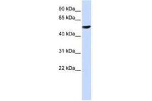 Image no. 1 for anti-Cytochrome B-561 (CYB561) (C-Term) antibody (ABIN6743080)