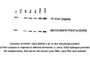 Image no. 1 for anti-Pyruvate Dehydrogenase E1 (PDHE1) (pSer293) antibody (ABIN1738654) (PDHE1 Antikörper  (pSer293))