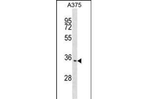 ITM2C Antibody (N-term) (ABIN1539240 and ABIN2848831) western blot analysis in  cell line lysates (35 μg/lane). (ITM2C Antikörper  (N-Term))