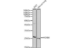 Western blot analysis of extracts of various cell lines, using HOXB6 antibody (ABIN7267770) at 1:1000 dilution. (HOXB6 Antikörper  (AA 30-110))