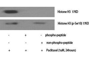 Western Blot (WB) analysis of specific cells using Phospho-Histone H3 (S10) Polyclonal Antibody. (Histone 3 Antikörper  (pSer10))