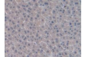Immunohistochemistry (IHC) image for anti-Inhibin, beta B (INHBB) (AA 297-411) antibody (ABIN7437002)