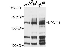 Western blot analysis of extracts of various cell lines, using NPC1L1 antibody (ABIN4904563) at 1:1000 dilution. (NPC1L1 Antikörper)