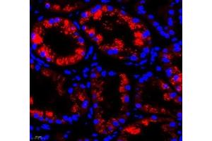 Immunofluorescence of paraffin embedded human kidney using Aminome (ABIN7073036) at dilution of 1: 500 (400x lens) (Aminomethyltransferase Antikörper)