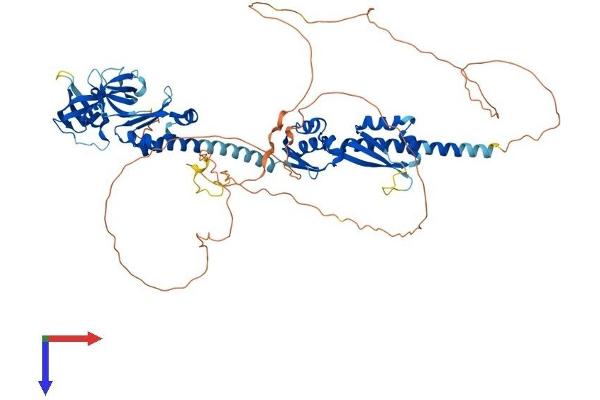 FXR2 Protein (AA 1-673) (His tag)