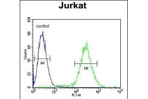 NOL9 Antibody (C-term) (ABIN1881582 and ABIN2843122) flow cytometric analysis of Jurkat cells (right histogram) compared to a negative control cell (left histogram). (NOL9 Antikörper  (C-Term))