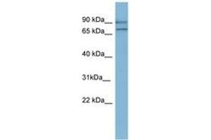 Image no. 1 for anti-Oxidation Resistance 1 (OXR1) (AA 143-192) antibody (ABIN6741727) (OXR1 Antikörper  (AA 143-192))