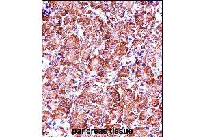 P28 Antibody (Center) (ABIN657656 and ABIN2846650) iunohistochemistry analysis in formalin fixed and paraffin embedded human pancreas tissue followed by peroxidase conjugation of the secondary antibody and DAB staining.