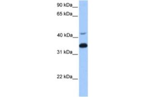 Western Blotting (WB) image for anti-Guanine Nucleotide Binding Protein (G Protein), beta Polypeptide 2 (GNB2) antibody (ABIN2463165) (GNB2 Antikörper)