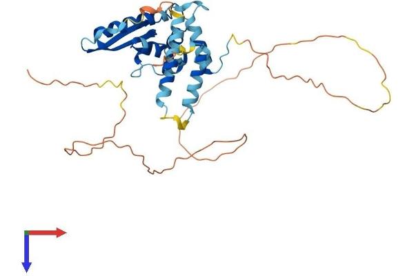 QKI Protein (AA 1-341) (His tag)