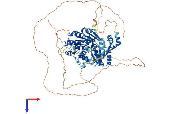 DDX4 Protein (AA 1-724) (His tag)