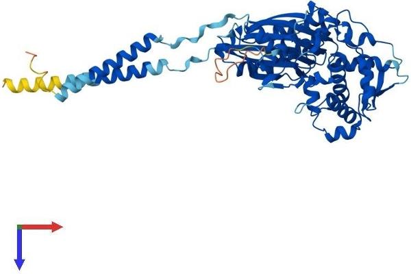 CD39 Protein (AA 1-510) (His tag)