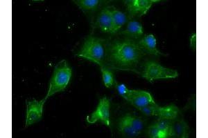 Anti-PRL mouse monoclonal antibody (ABIN2453520) immunofluorescent staining of COS7 cells transiently transfected by pCMV6-ENTRY PRL (RC205627). (Prolactin Antikörper)