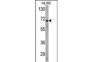Western blot analysis of USP2 Antibody (N-term) (ABIN388877 and ABIN2839170) in HL60 cell line lysates (35 μg/lane).