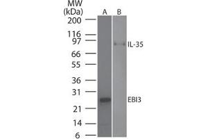 Image no. 1 for anti-Interleukin-27 subunit beta (IL-27b) antibody (ABIN959967) (EBI3 Antikörper)