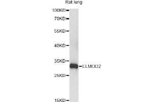 Western blot analysis of extracts of rat lung, using ELMOD2 antibody (ABIN6293198) at 1:3000 dilution. (ELMOD2 Antikörper)
