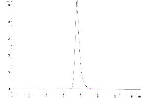 Size-exclusion chromatography-High Pressure Liquid Chromatography (SEC-HPLC) image for Chondrolectin (CHODL) (AA 22-216) protein (Fc Tag) (ABIN7274325)