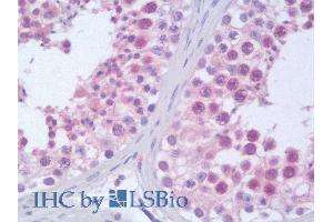 ABIN185045 (10µg/ml) staining of paraffin embedded Human Testis. (Importin 9 Antikörper  (C-Term))
