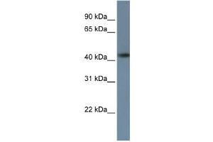 Western Blotting (WB) image for anti-Zinc Finger Protein 669 (ZNF669) antibody (ABIN2458423)