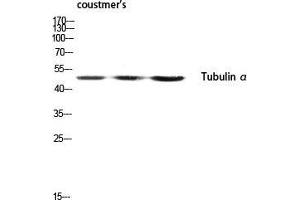 Western Blot (WB) analysis of customer's lysis using Tubulin alpha antibody.