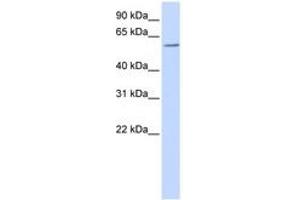 Image no. 1 for anti-Zinc Finger and BTB Domain Containing 7A (ZBTB7A) (AA 108-157) antibody (ABIN6740515) (ZBTB7A Antikörper  (AA 108-157))