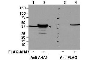 Western blot using  affinity purified anti-AHA1 antibody shows detection of AHA1 in Cos7 cells. (AHSA1 Antikörper  (Internal Region))